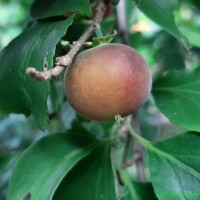 <i>Dovyalis hebecarpa</i>  (Gardner) Warb.